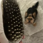 🐾🧴 חתול כלב תרסיס עיסוי 3 ב-1 – מברשת עם אדים להסרת שיער!